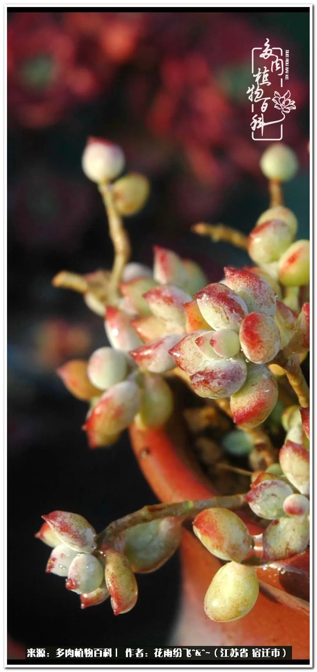 快乐的童年时光视频,回味快乐的童年美好的时光