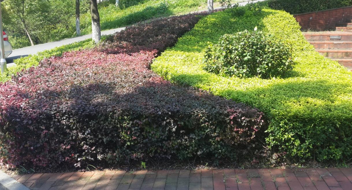 为什么国外没有绿化带,为什么欧洲没有绿化带