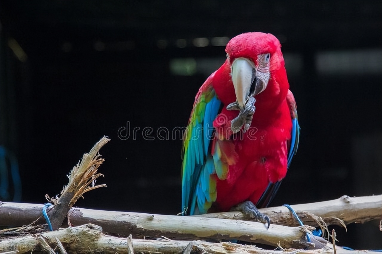 家宠鹦鹉吃什么,虎皮鹦鹉感冒了有什么症状