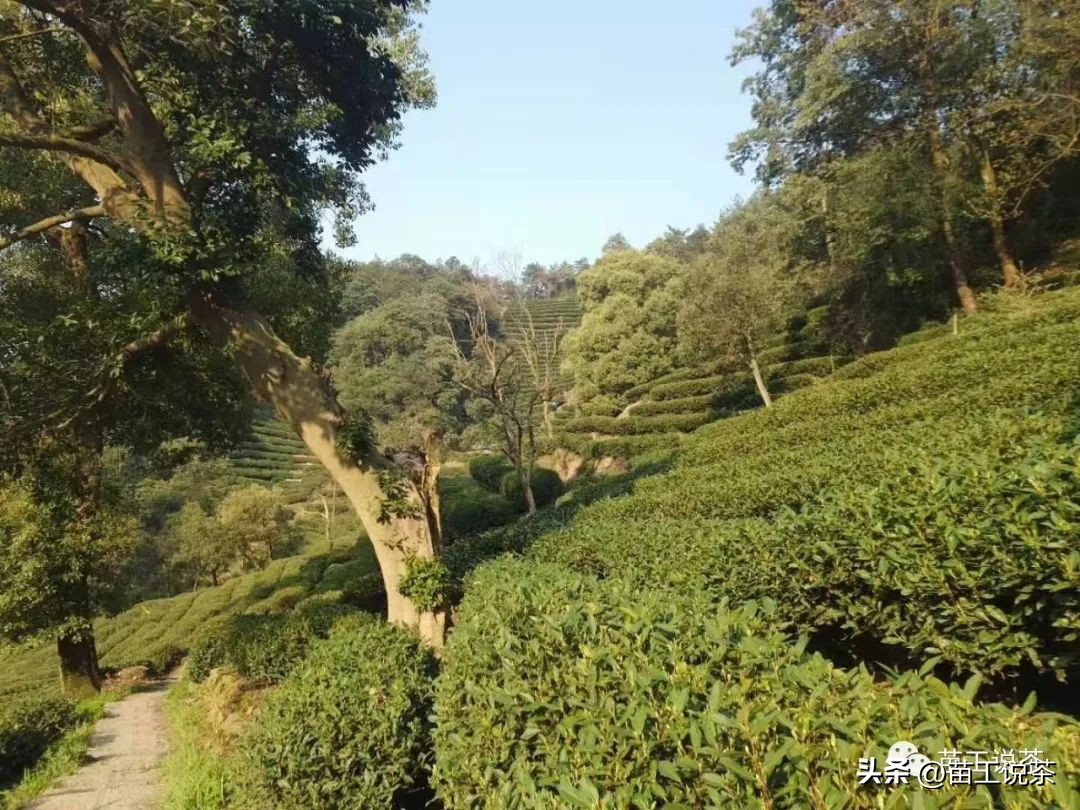 分享最全面的祁门红茶分类,关于祁门红茶的简介资料有哪些