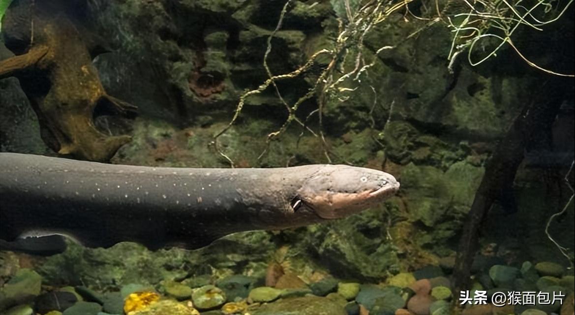 亚马逊雨林生存100天,亚马逊雨林生存楚河