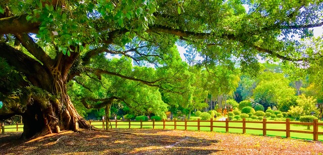 榕树离屋子近该怎么办,榕树放在客厅有什么讲究吗