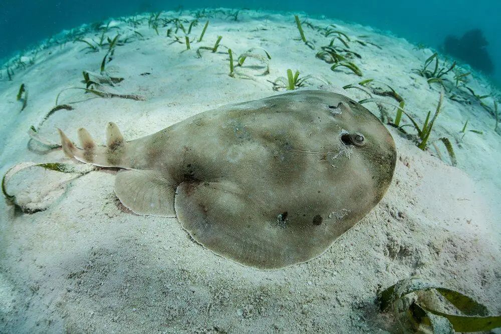 电鳐为什么能放电,电鳐鱼为什么会放电