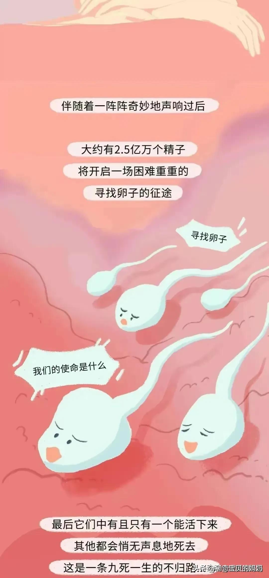 一起来看看“小蝌蚪”进入女性体内的全过程