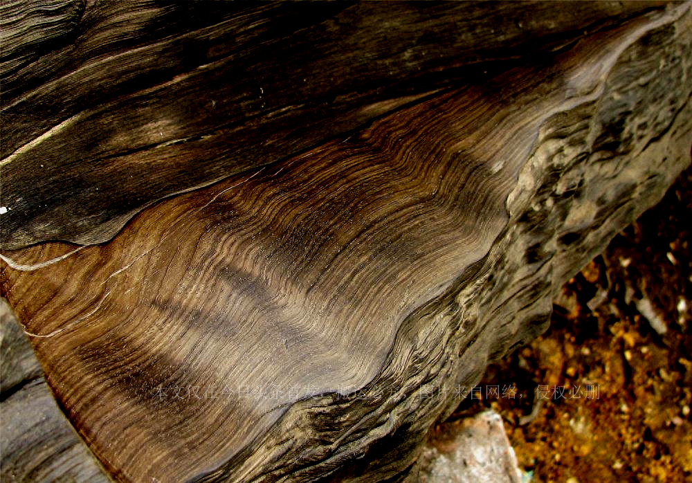 四川发现阴沉木,金丝楠阴沉木从地下挖出