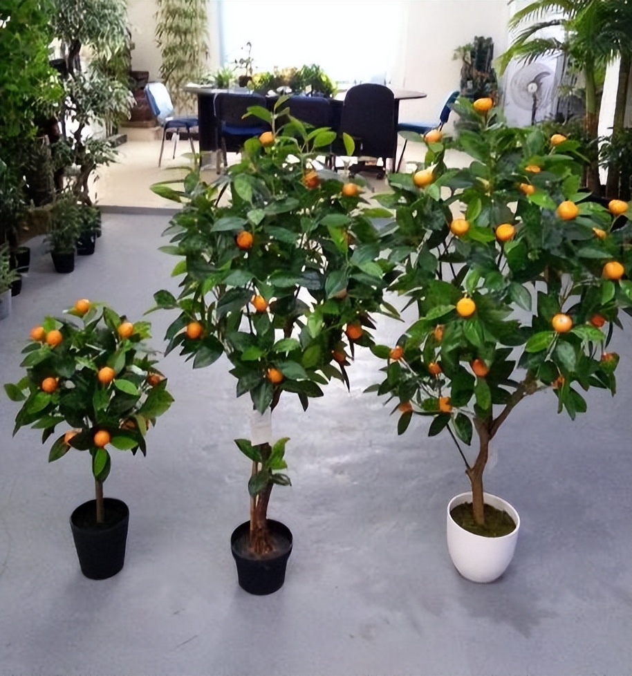 家里养这2种花净化空气带来好运,什么植物去除甲醛还好养大盆