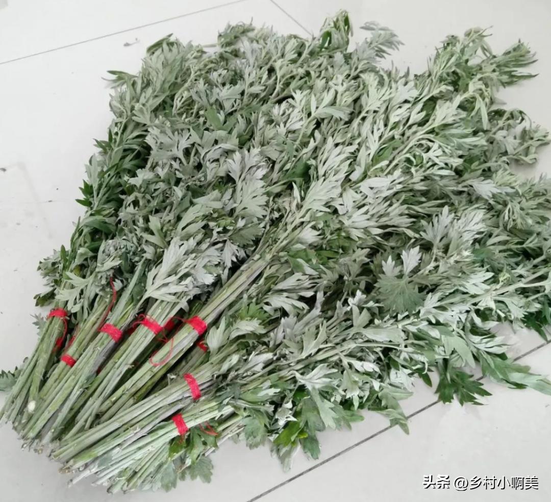 端午哪几种草煮水洗澡,端午采哪些草煮水洗澡