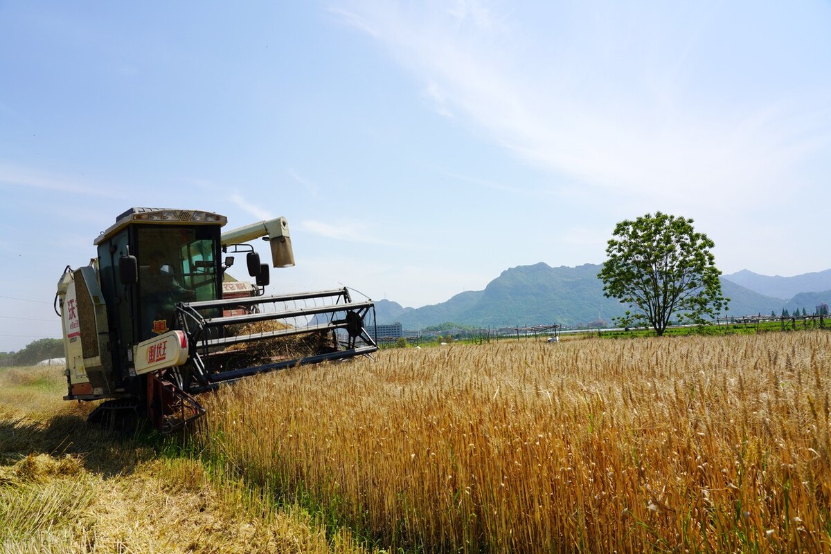 金大丰小麦收割机纵轴流最新款,金大丰玉米收割机大比拼