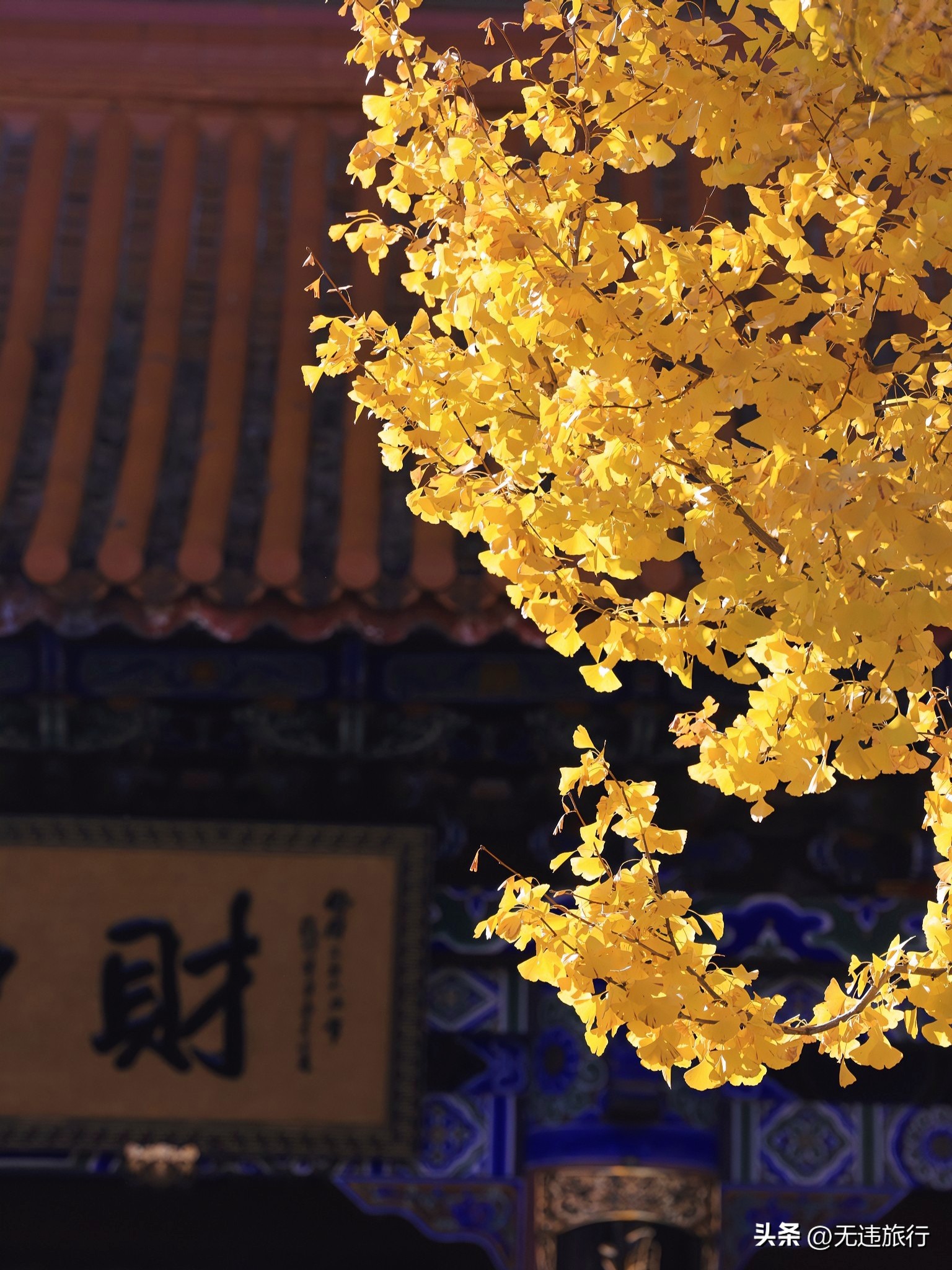 大理古城银杏叶美景,大理崇圣三塔附近景点