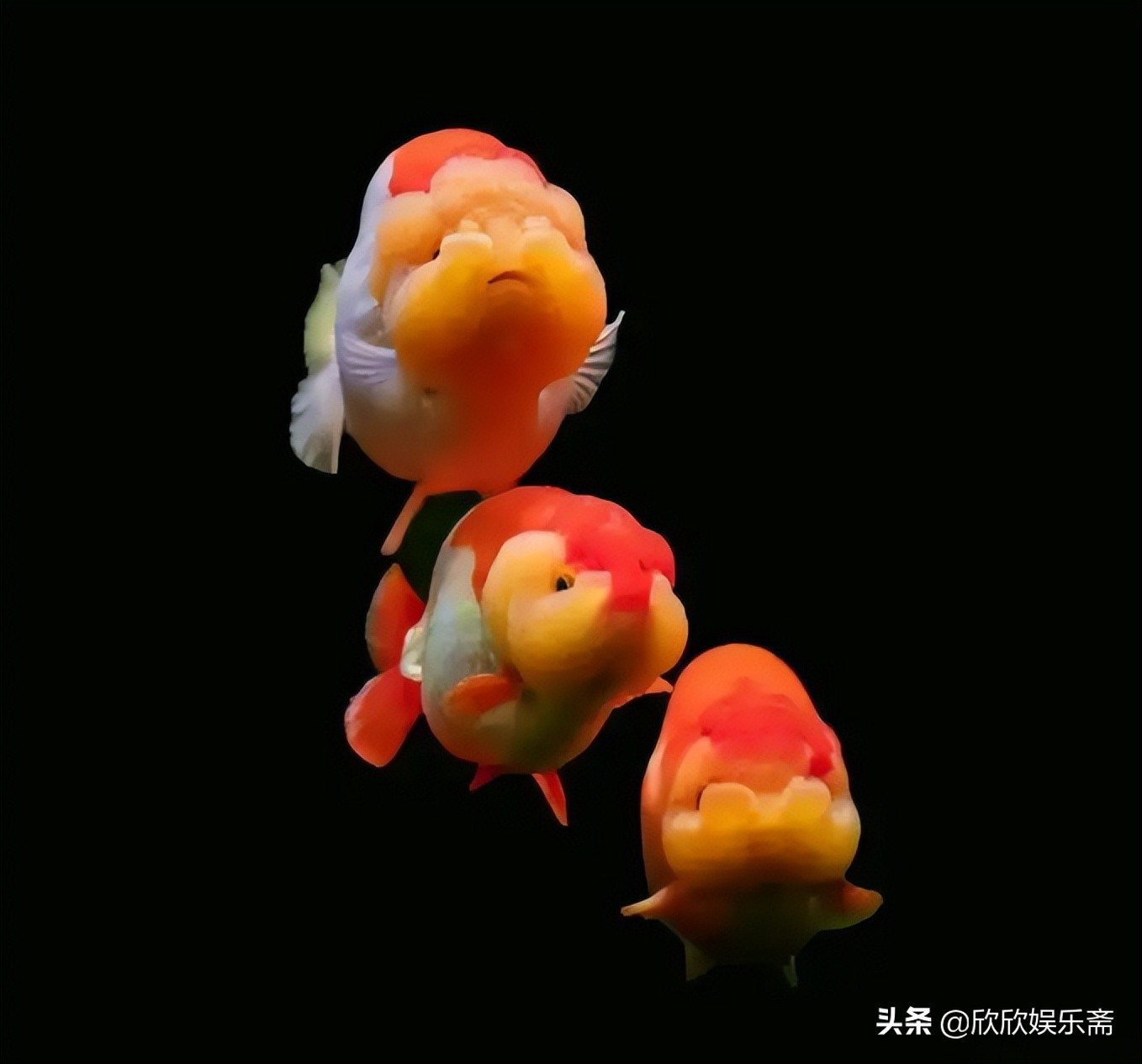 兰寿金鱼可以养在草缸吗,兰寿鱼缸开缸教程