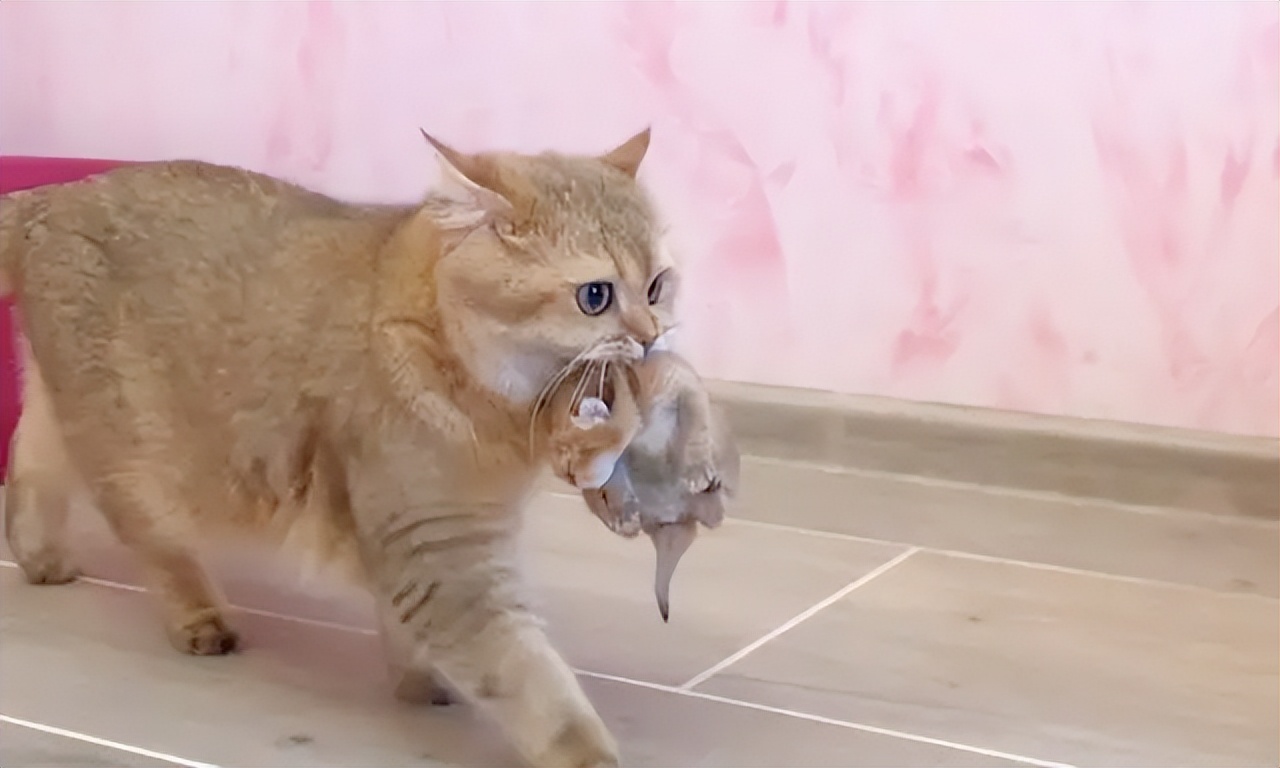 宠物猫妈妈为什么要把猫宝宝叼走,母猫会把小猫叼给铲屎官照顾吗
