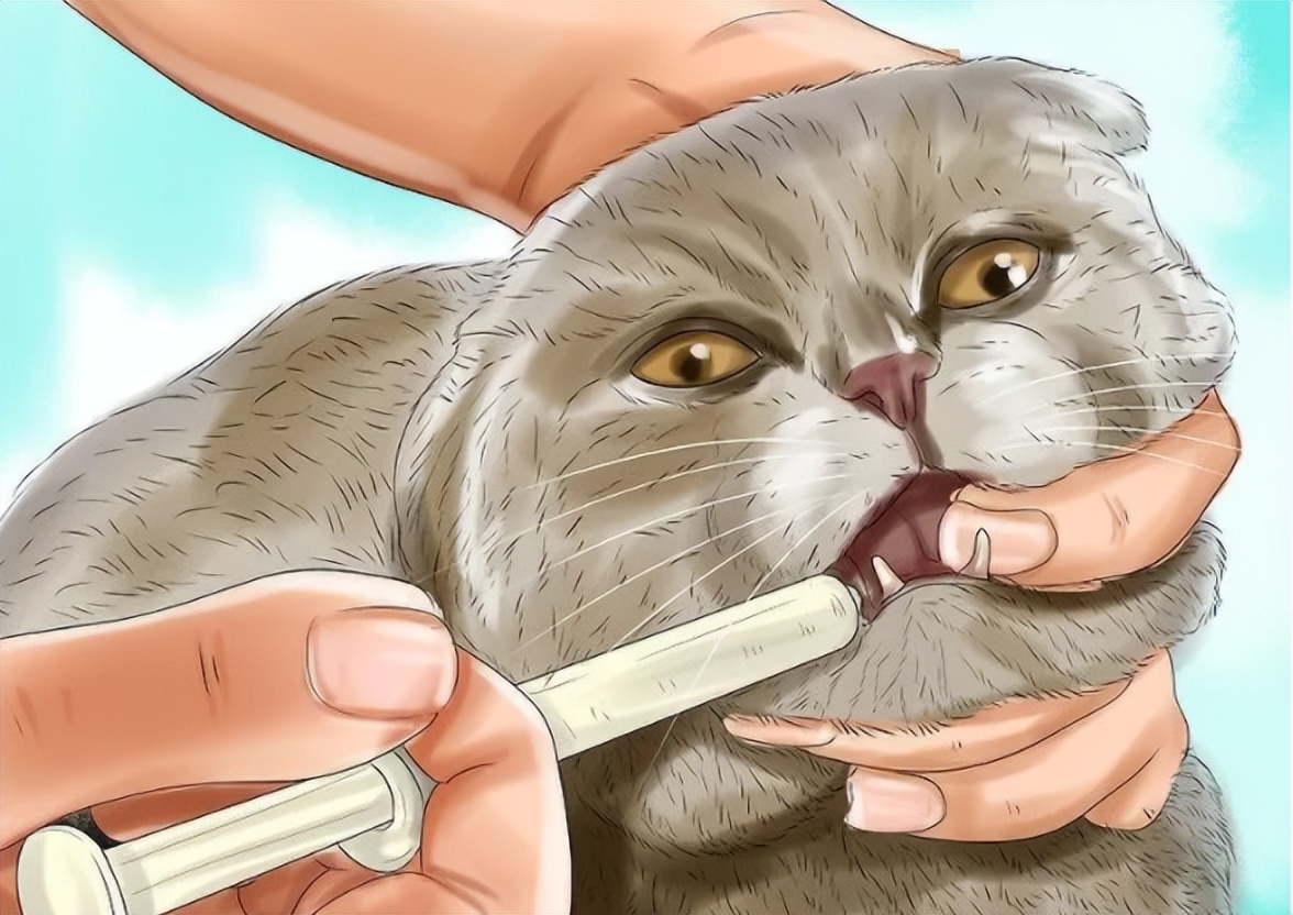 1到4个月猫咪驱虫的正确方法,猫咪驱虫的正确方法体外如何操作