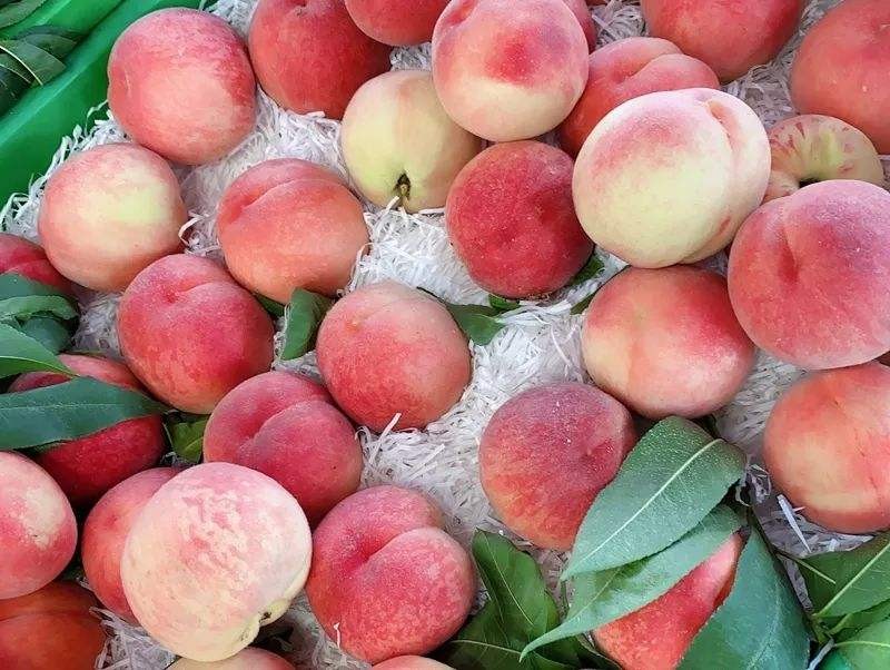 目前全国最好的桃子品种,什么地方的桃子最好吃脆甜的