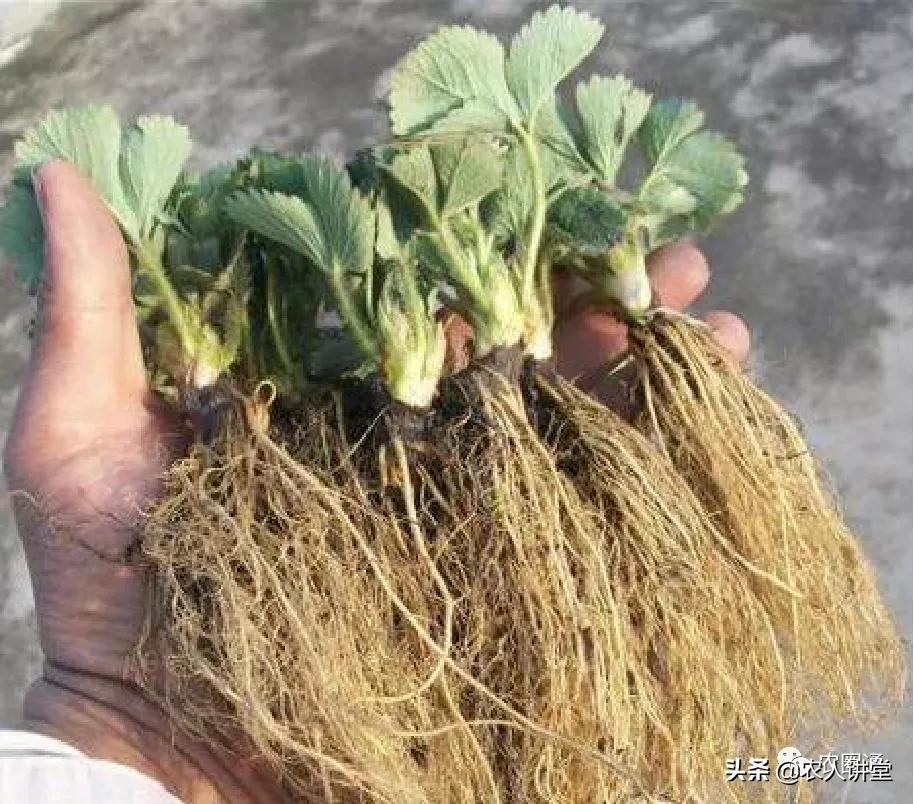 草莓的根系特征及草莓养根技巧,如何种植草莓苗让草莓长得更好