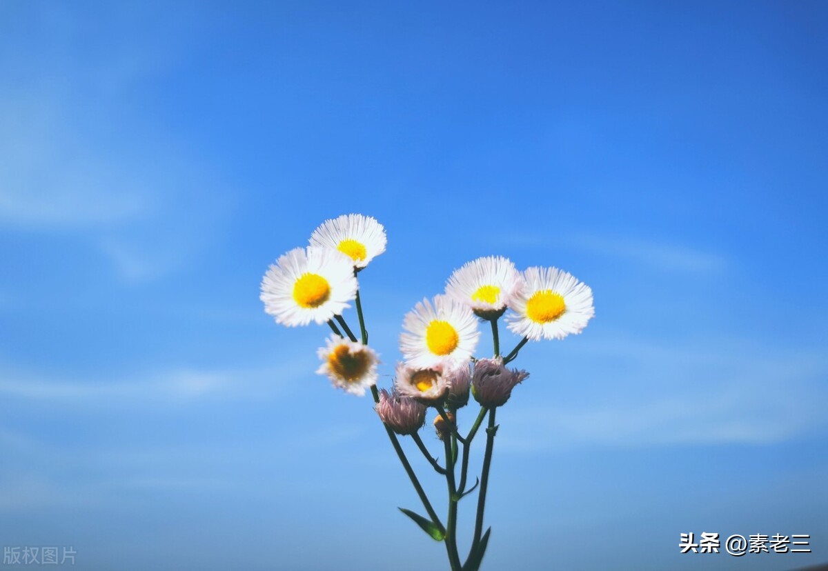 女作家去做保姆446,女作家去做保姆825