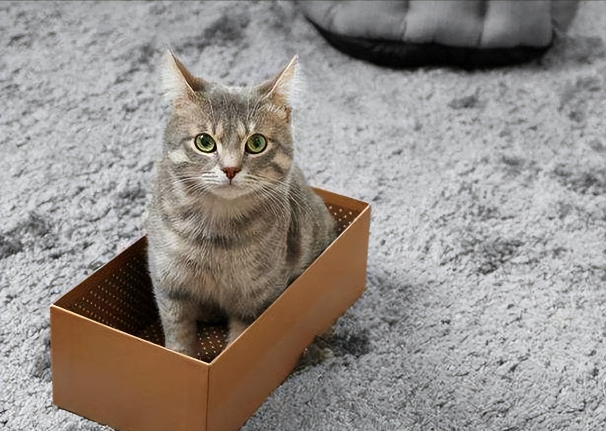 猫咪社会化训练教学完整版,猫咪社会化训练需要打完疫苗吗