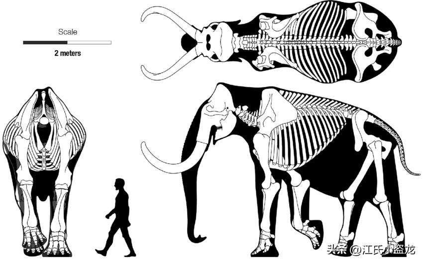 以猛犸象为食物的史前巨兽,猛犸象和人类对比有多高