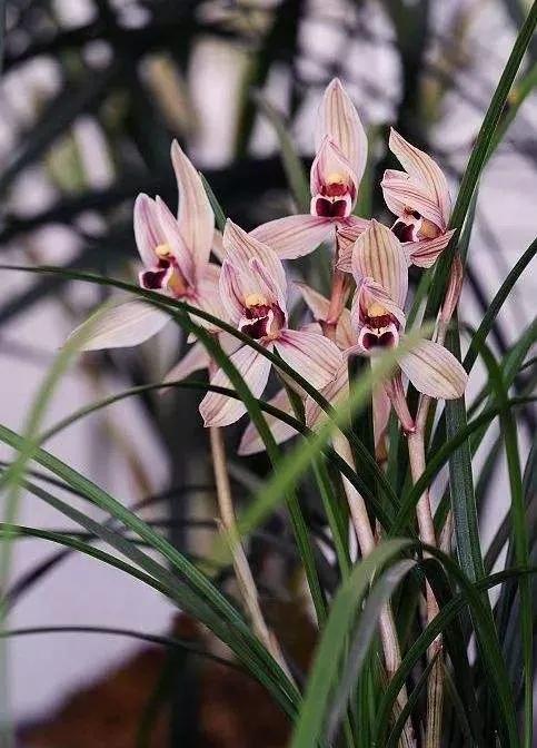 兰花品种大全四川,兰花品种鉴别方法