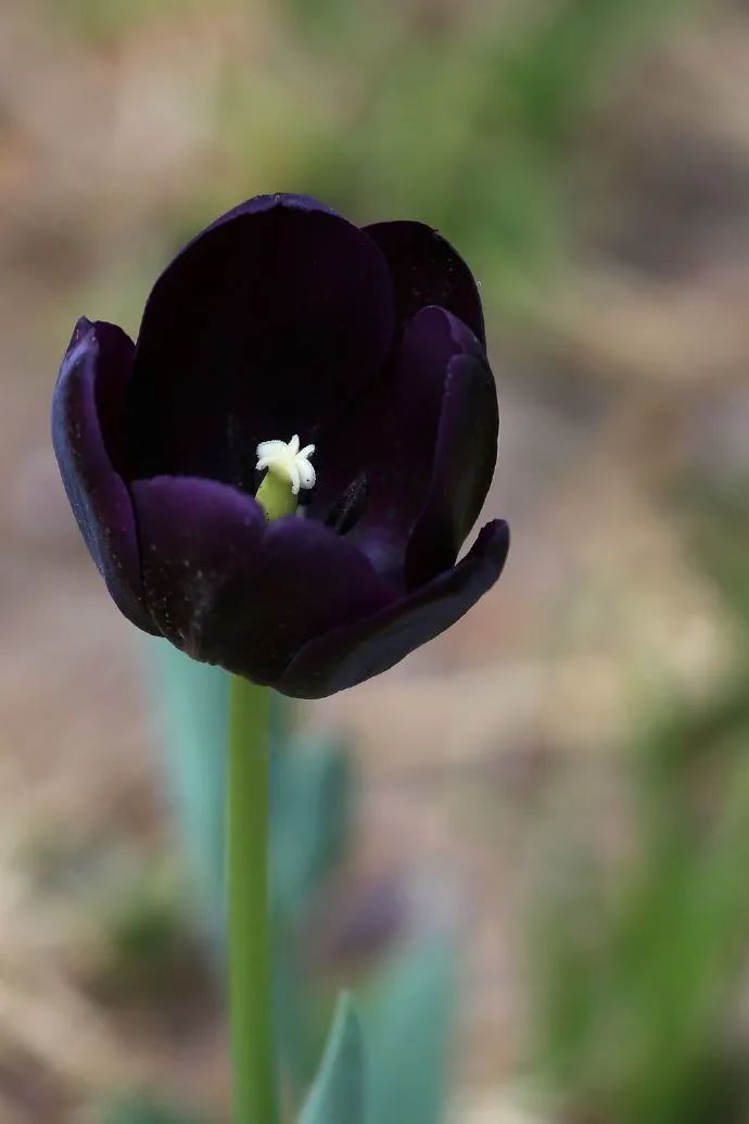 三月花事Vol.2|那些属于女神们的花