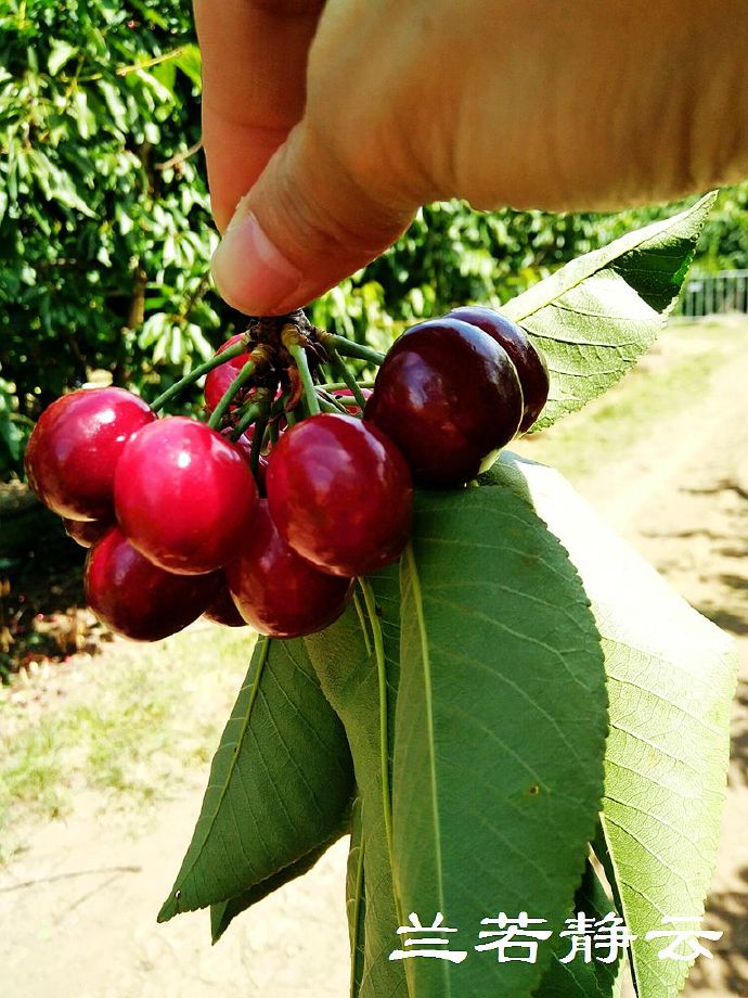 澳洲·墨尔本：到酒庄免费品酒，付5澳元到樱桃园吃到撑