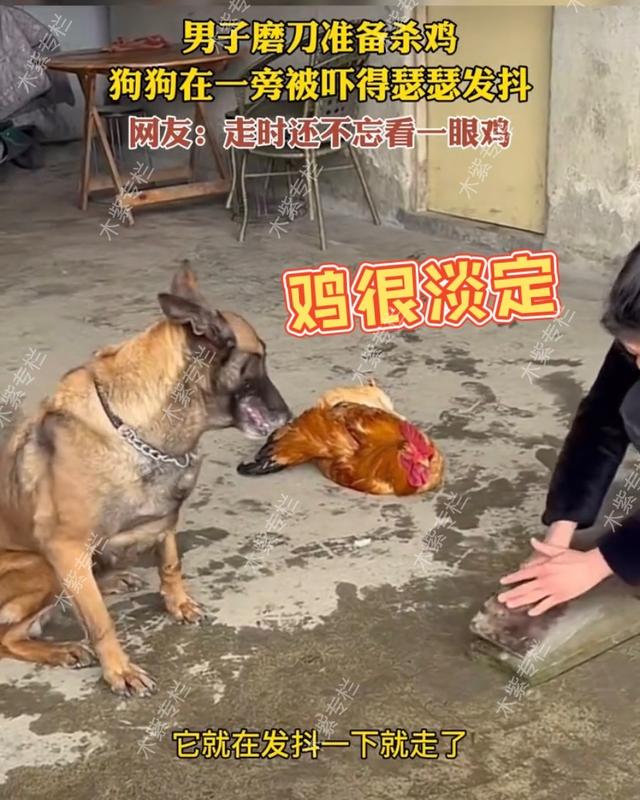 主人磨刀杀鸡狗在一旁瑟瑟发抖,主人磨刀杀鸡吓坏狗子
