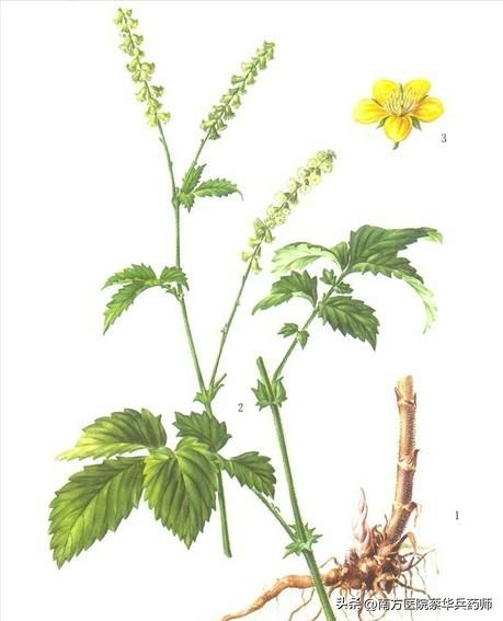 草名龙芽、药名仙鹤：上补肺肝脾，中能消积，下止泻痢，还能止血