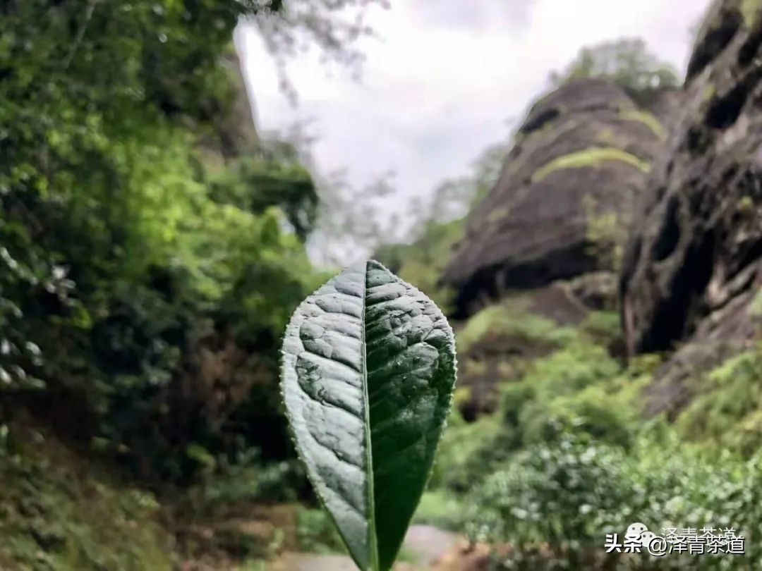 中国十大名茶最新排名表图,中国十大名茶最新排第一名