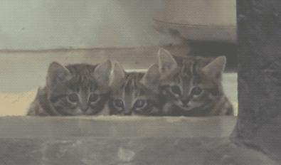 全球禁养！非洲最小的猫长什么样？猫科里最会捕猎的“杀戮机器”