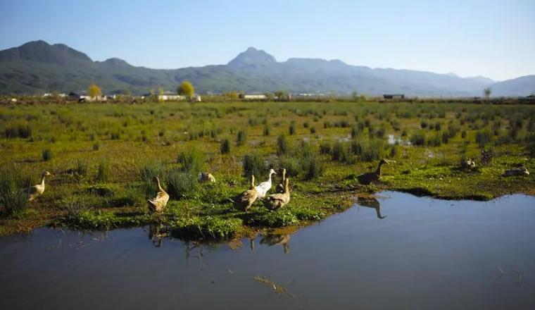 云南冬天和夏天都可以旅居的城市,冬季云南哪些地方暖和适合旅游