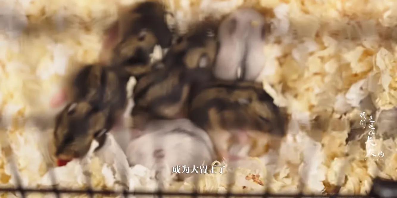 初来乍到请多安慰,初来乍到请多关照音频