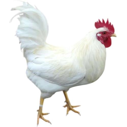 “家养三物邪气不入，添福又添禄”，这三物是啥？真是这样吗？