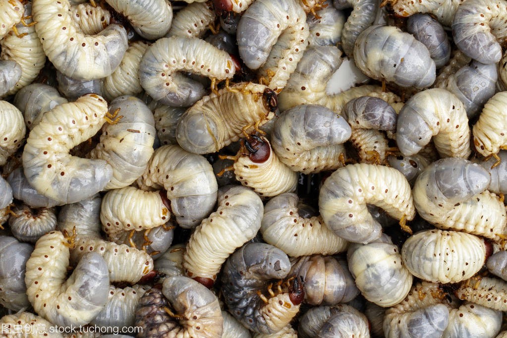 白土蚕怎么做,农村喂猪的桑蚕