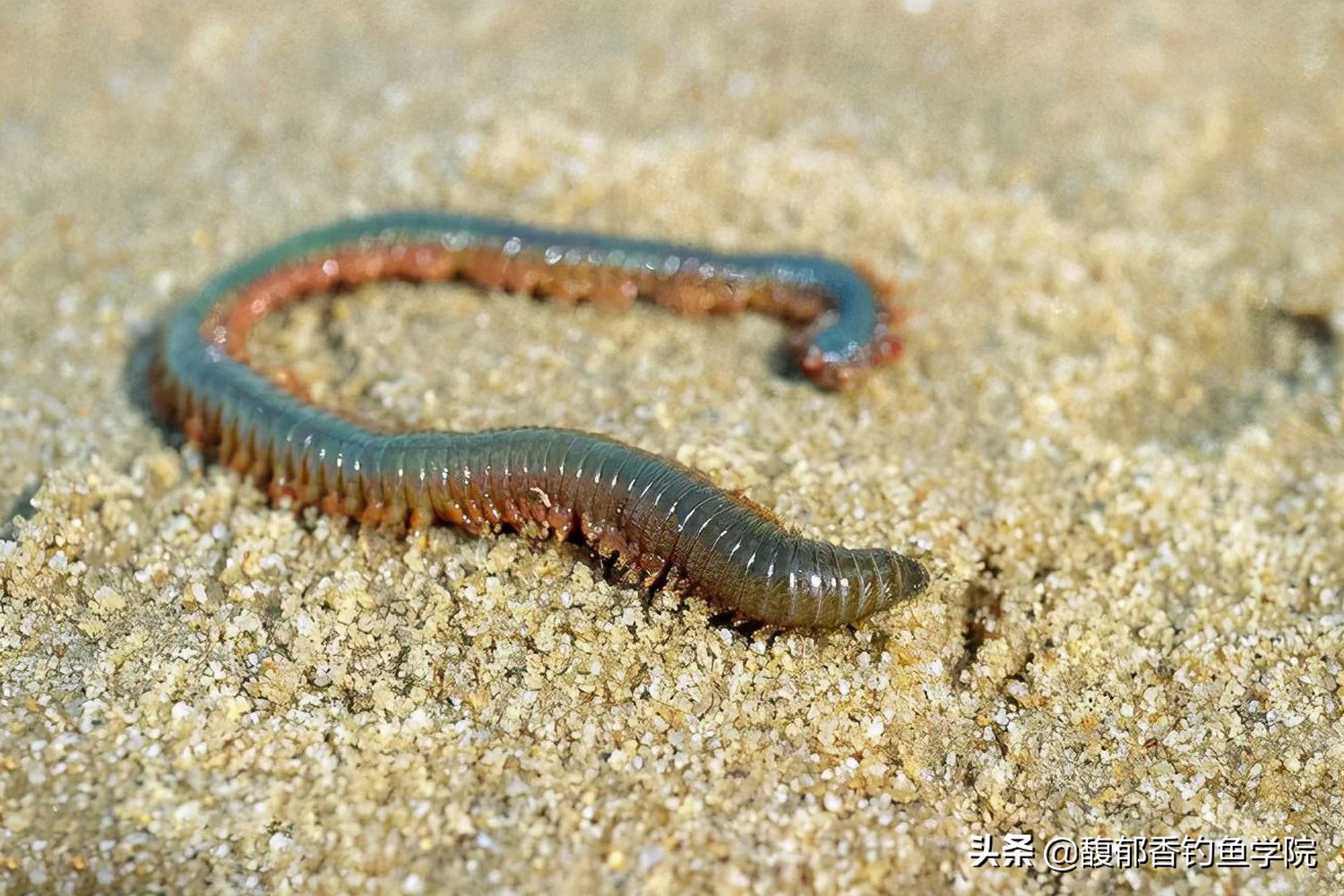 钓海鱼用什么鱼饵最好,钓海鱼鱼饵什么比较好吃