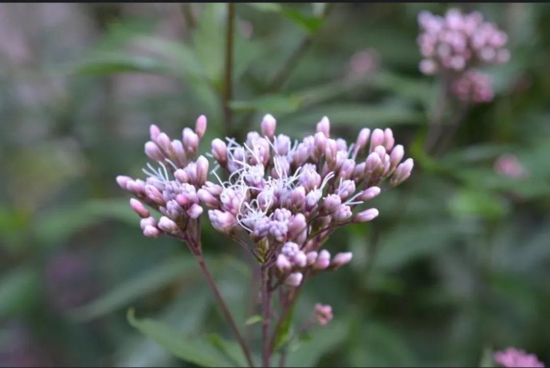 诗经里的动植物,诗经中的十大植物