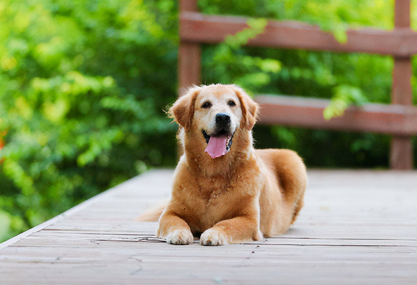 狗狗受伤了不配合治疗有什么办法,狗子受伤多久会好