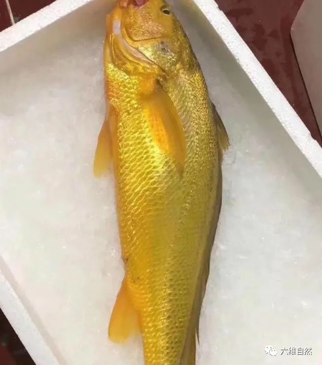 游客钓到野生大黄鱼全身金光闪闪,浙江钓友上野生三斤多大黄鱼