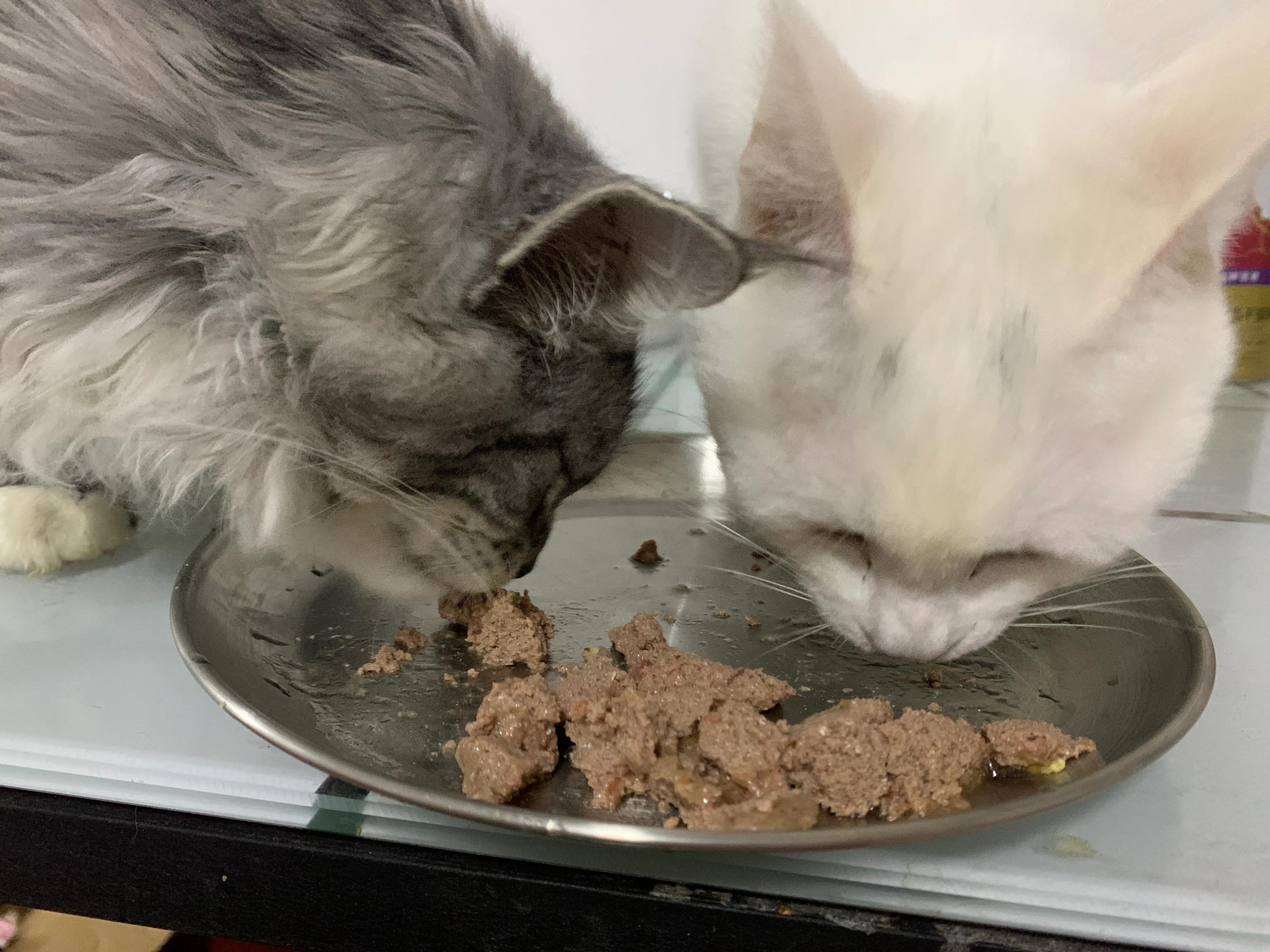 k9猫粮红肉,k9猫粮缺点