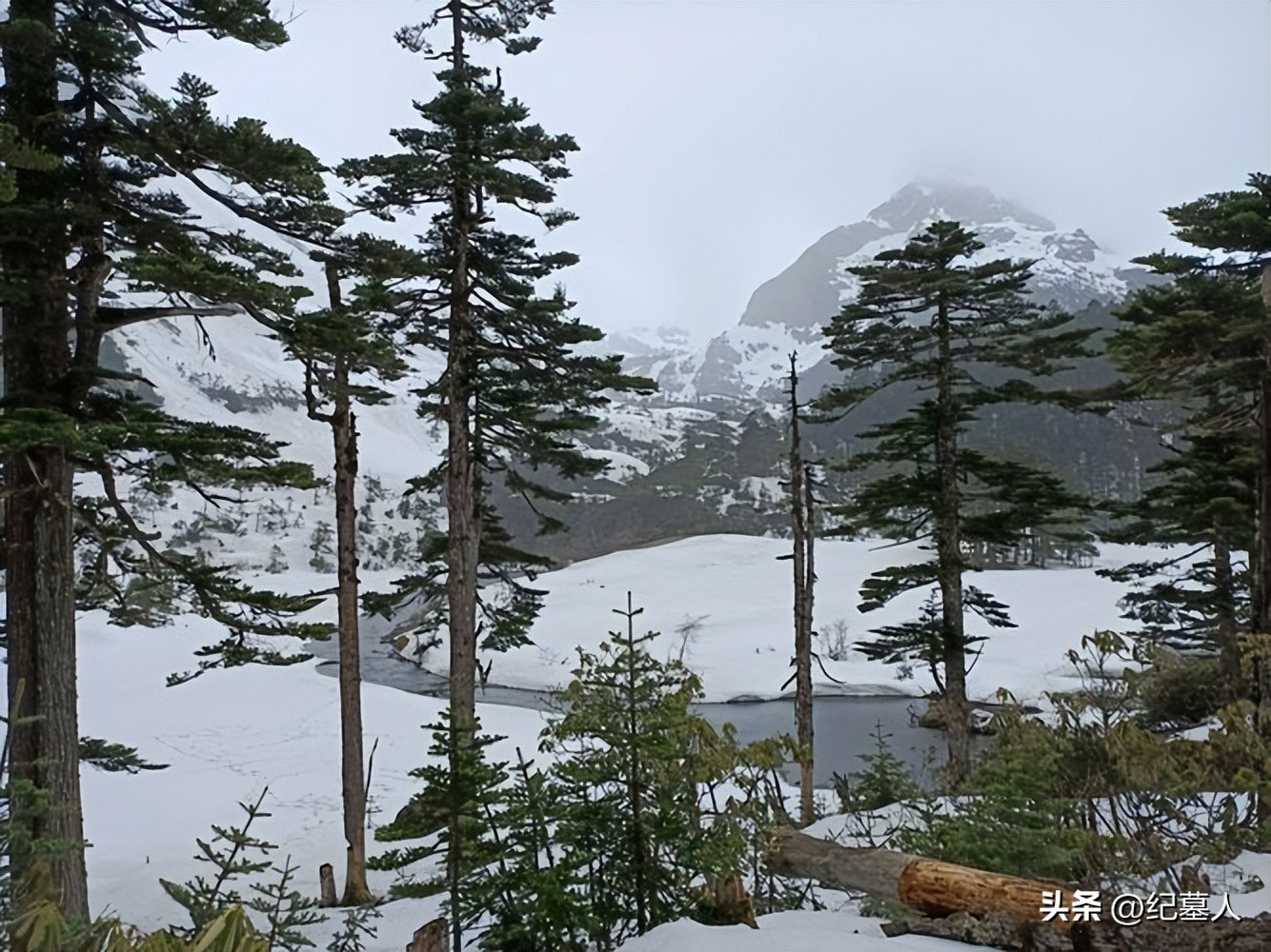 64年勘测队遭遇凶猛狼群，战士心软投喂食物，头狼带群狼前来报恩