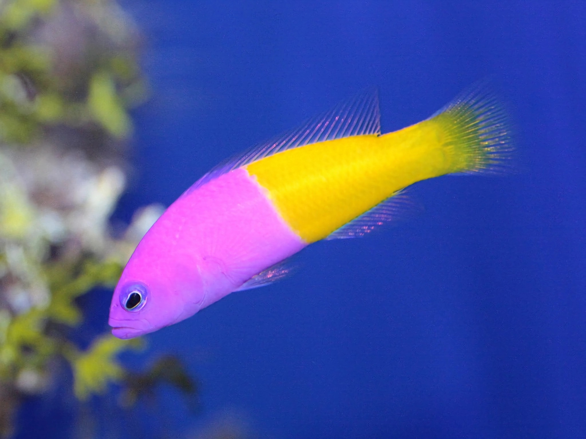 世界上精致唯美又漂亮的观赏海鱼,最常见的十种观赏海鱼