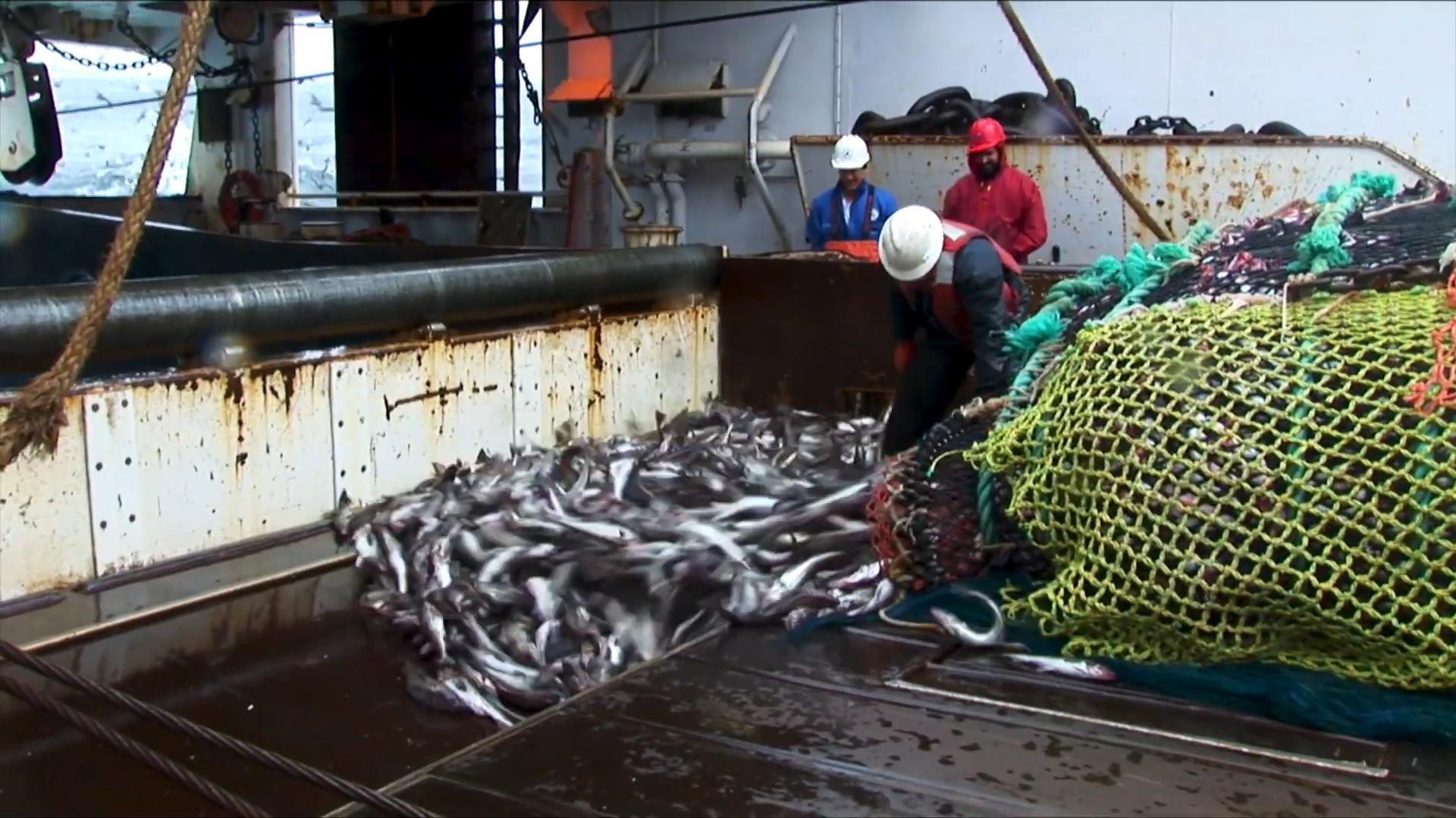 俄罗斯还往中国进口冷冻明太鱼吗,俄罗斯明太鱼为何出口中国