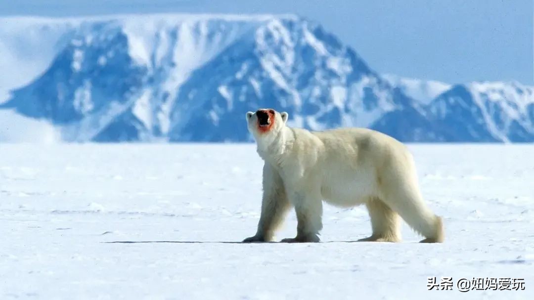 这几部口碑爆棚的宝藏纪录片,国庆孩子必看的8部神级纪录片