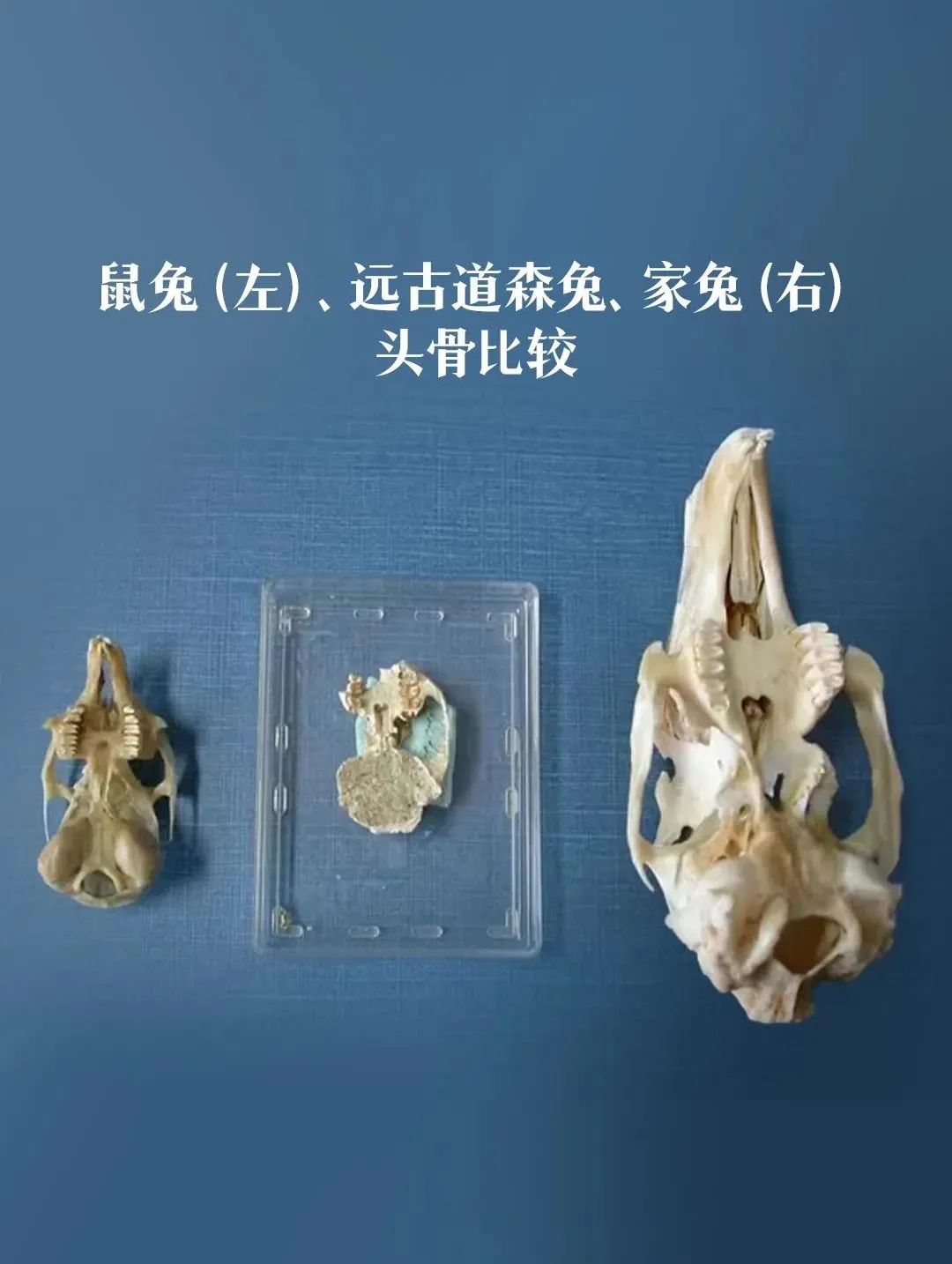 原来,你是这样的兔兔!