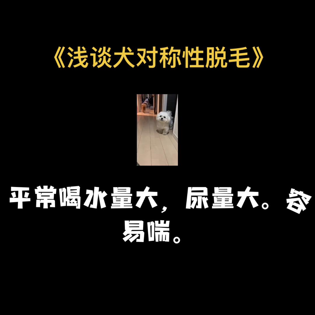 犬对称性脱毛是什么皮肤病,狗狗两侧对称性脱毛怎么治疗