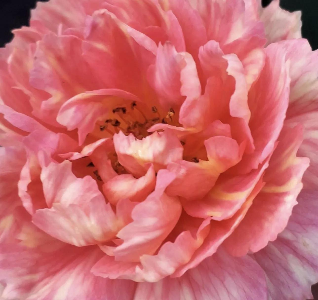 夏花开得最标准的月季花品种,月季色彩艳丽千姿百态