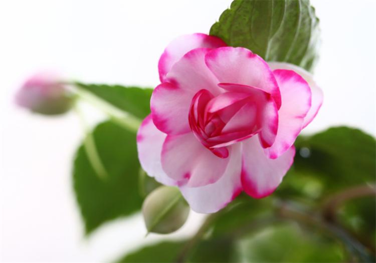 怎样养好水梅花视频,梅花水养方法和技巧