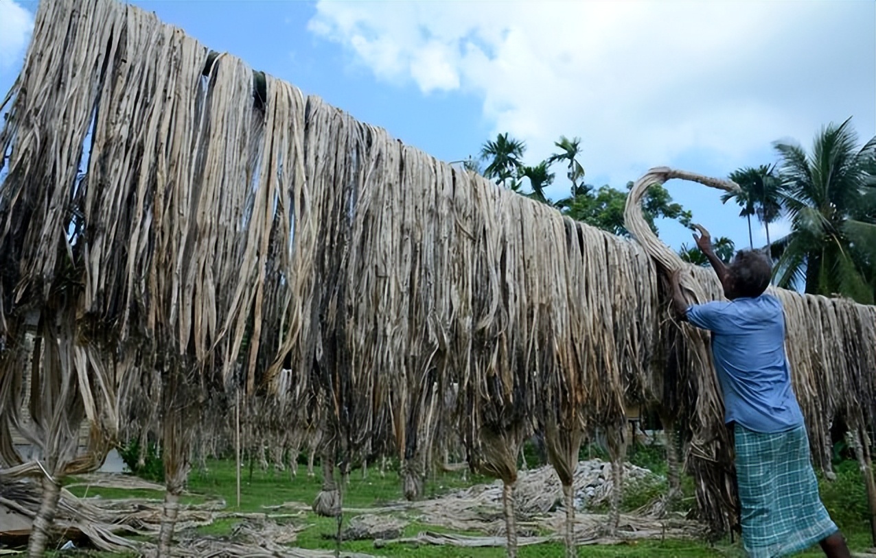 印度种黄麻吗,印度黄麻的特点