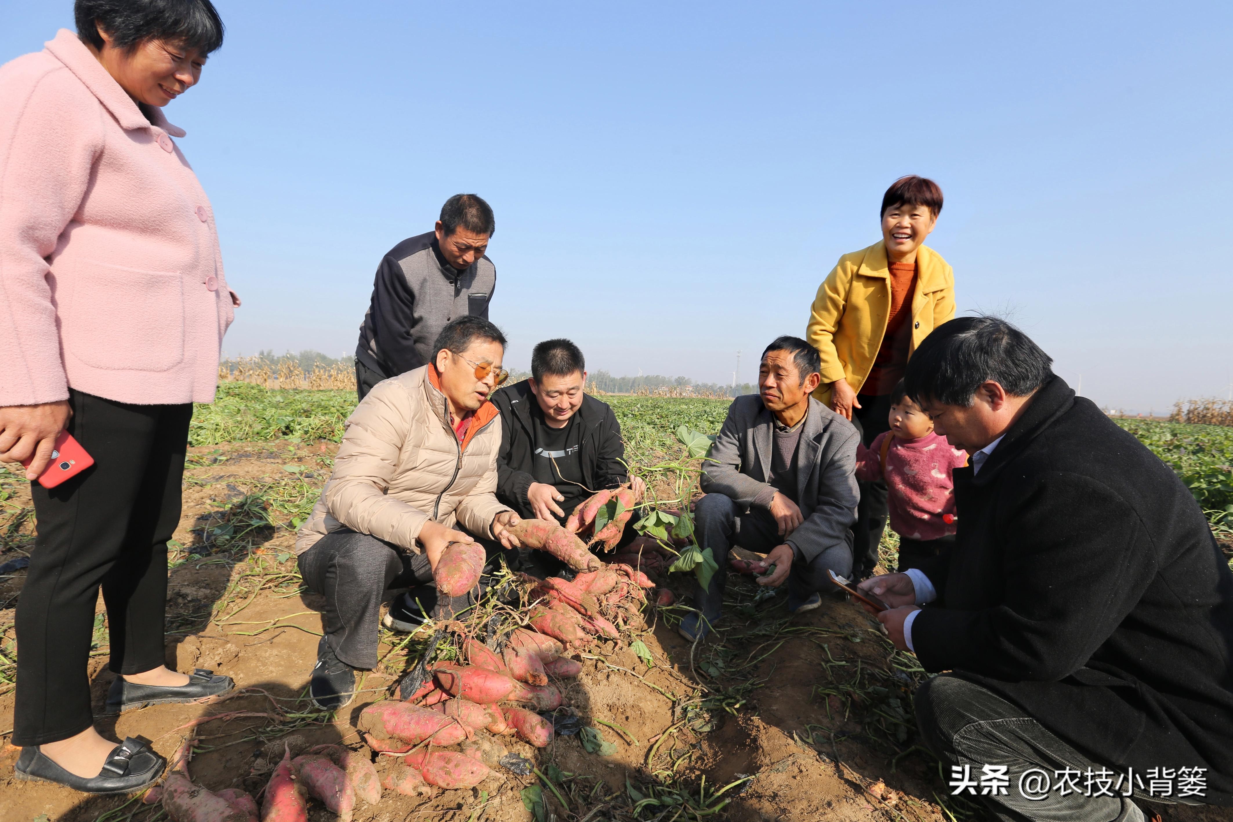 大棚种瓜的方法和技巧,使用什么药物才能让地瓜高产