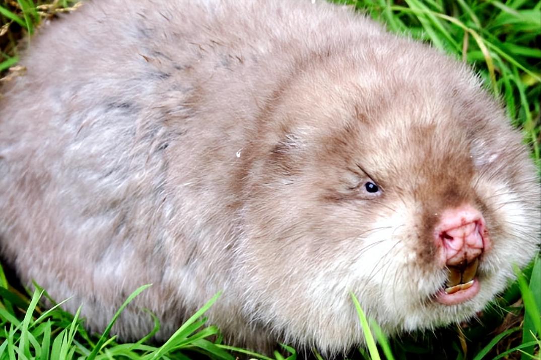 福建孕妇生下黑宝宝,福建孕妇生下熊猫宝宝抖音