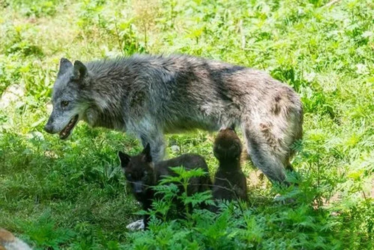 狼和母羊爱情故事,狼与羊的爱情故事