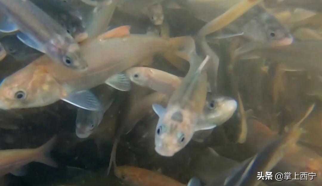 7月20号，神秘区域将举办神秘活动…